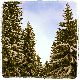 Forêt en hiver ©OTLangogneHautAllier
